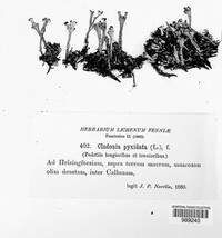 Cladonia pyxidata image